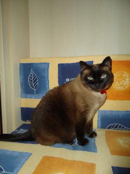 Josefina Brownie Bild von Josefina Brownie