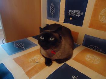 Josefina Brownie Bild von Josefina Brownie