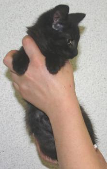 Lilith Bild von Lilith