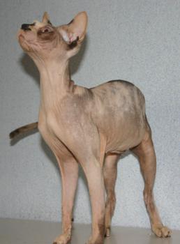 Johara Bild von Johara