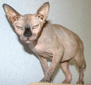 Assali Bild von Assali