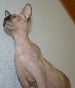Assali Bild von Assali