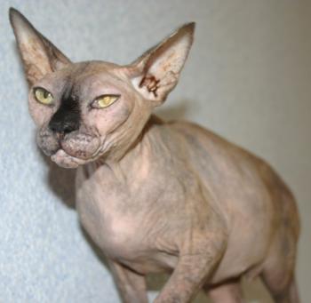 Assali Bild von Assali