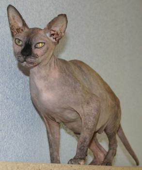 Assali Bild von Assali