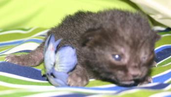 Micha Bild von Micha