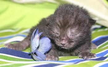 Micha Bild von Micha