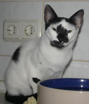 Asha Bild von Asha