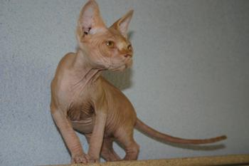 Rafiq Bild von Rafiq