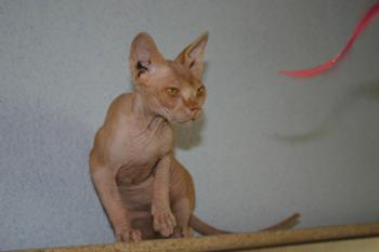 Rafiq Bild von Rafiq