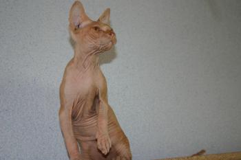 Rafiq Bild von Rafiq