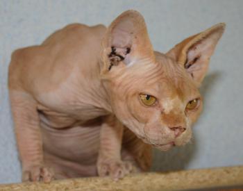 Rafiq Bild von Rafiq