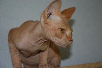 Rafiq Bild von Rafiq