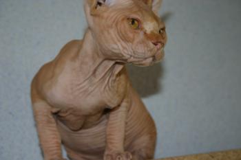 Rafiq Bild von Rafiq