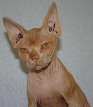 Rafiq Bild von Rafiq