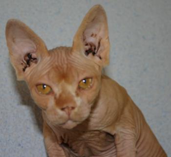Rafiq Bild von Rafiq