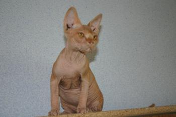 Rafiq Bild von Rafiq
