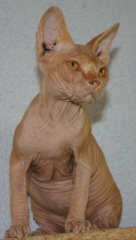 Rafiq Bild von Rafiq