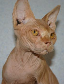 Rafiq Bild von Rafiq