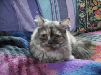 Mika Bild von Mika
