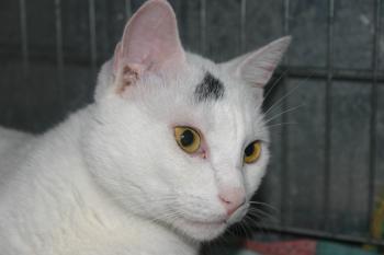 Bild von Tartufo