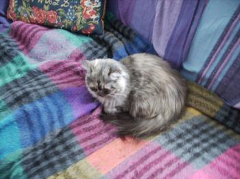 Mika Bild von Mika
