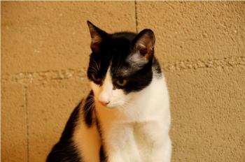 Pacheco Bild von Pacheco