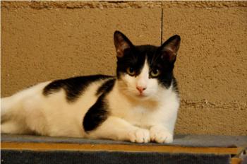 Pacheco Bild von Pacheco