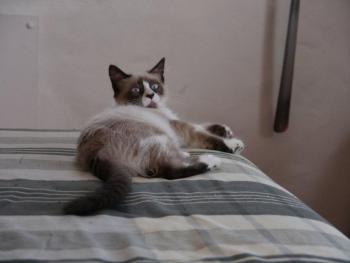 Shiva Bild von Shiva