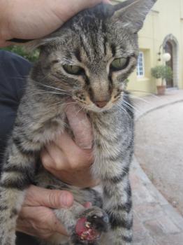 Lina Bild von Linus
