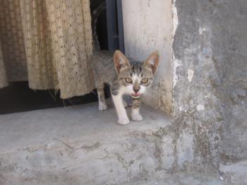 Mijou Bild von Mijou