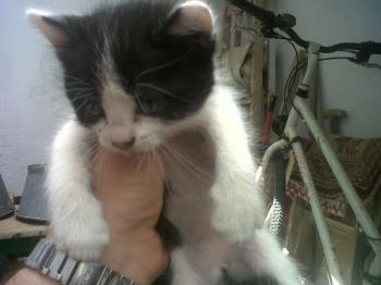 Blacky Bild von Blacky