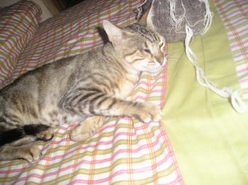 Olivia Bild von Olivia