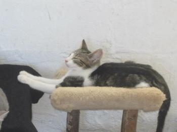 Pedro Bild von Pedro