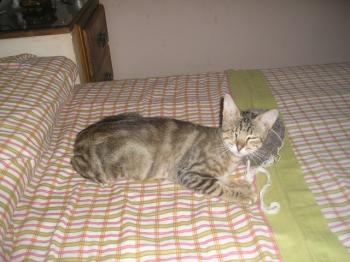 Olivia Bild von Olivia