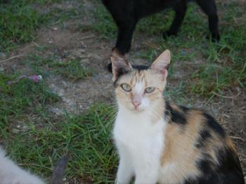 Sundra Bild von Sundra