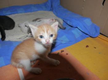 Bambu Bild von Bambu