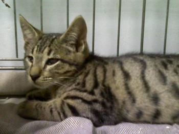 Clea Bild von Clea