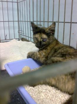 Circe Bild von Circe