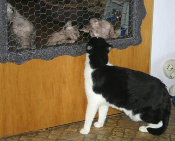 Pitus Bild von Pitus