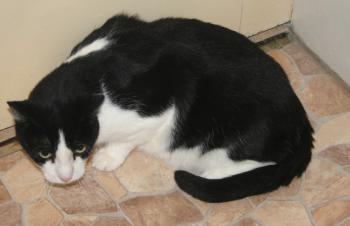 Pitus Bild von Pitus