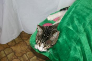 Bild von Prinz