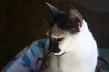 Asha Bild von Asha