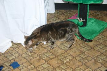 Avelina Bild von Avelina
