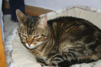 Avelina Bild von Avelina