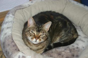 Avelina Bild von Avelina