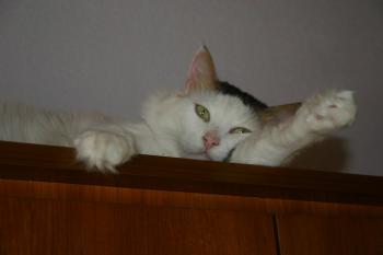 Bild von Belal
