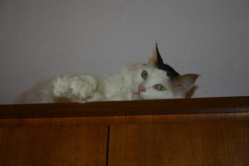 Bild von Belal