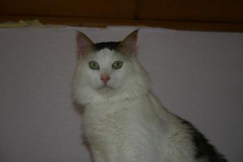Bild von Belal