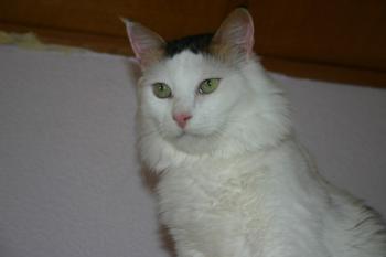 Bild von Belal