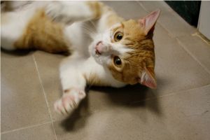 Baco Bild von Baco